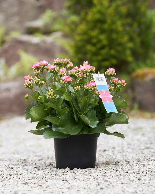 Bodenseekulturen Kalanchoe Bodenseekulturen Kalanchoe