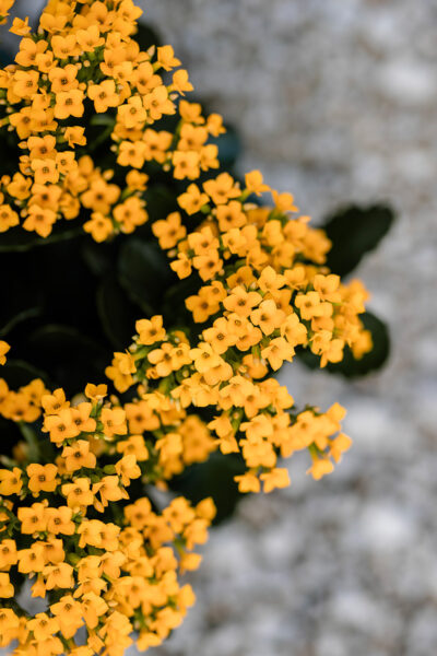 SOE Kalanchoe Rosa