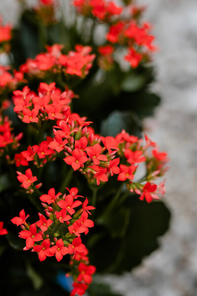 SOE Kalanchoe Rot